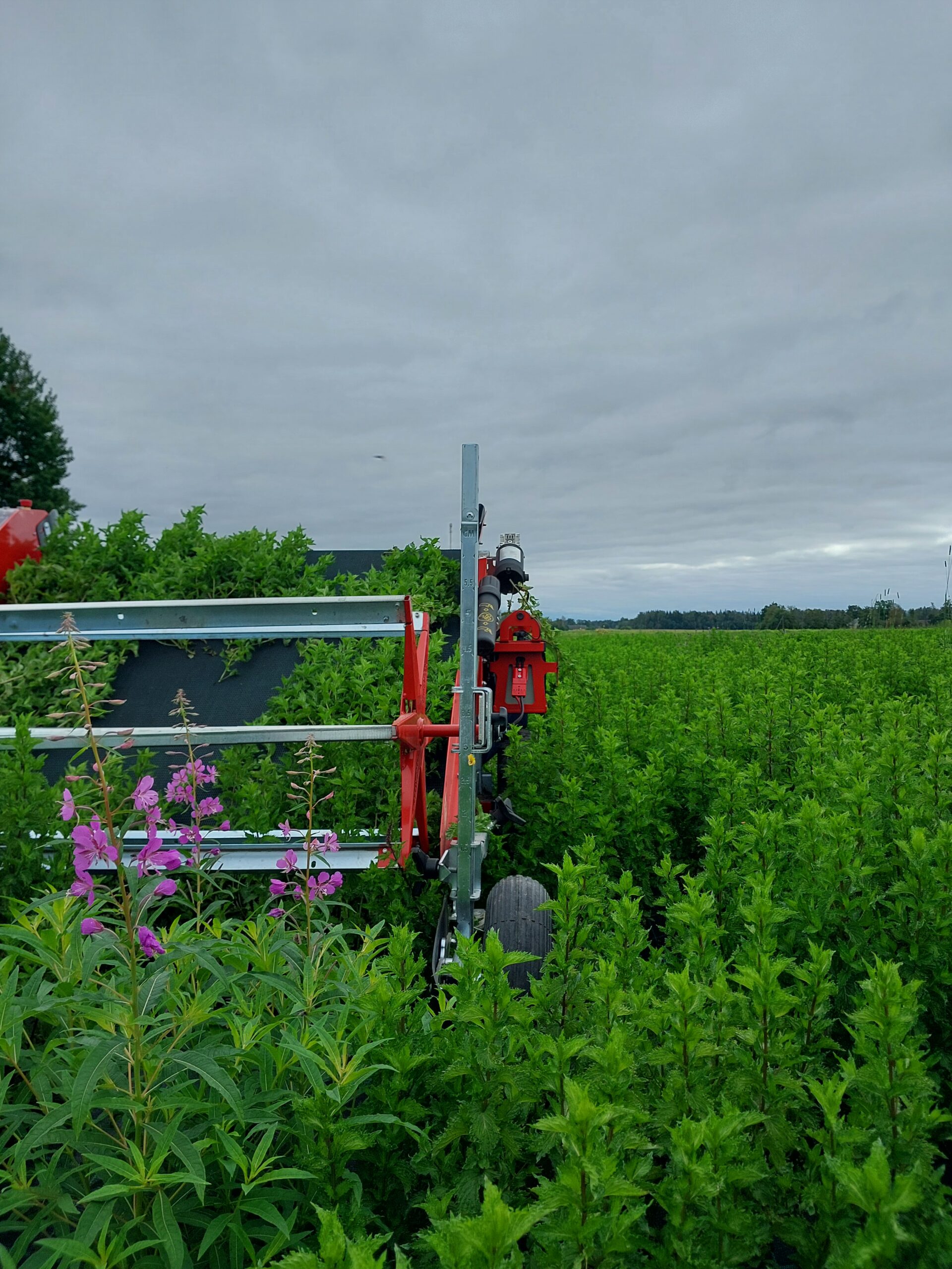 Käharlehise piparmündi risoom - Image 3