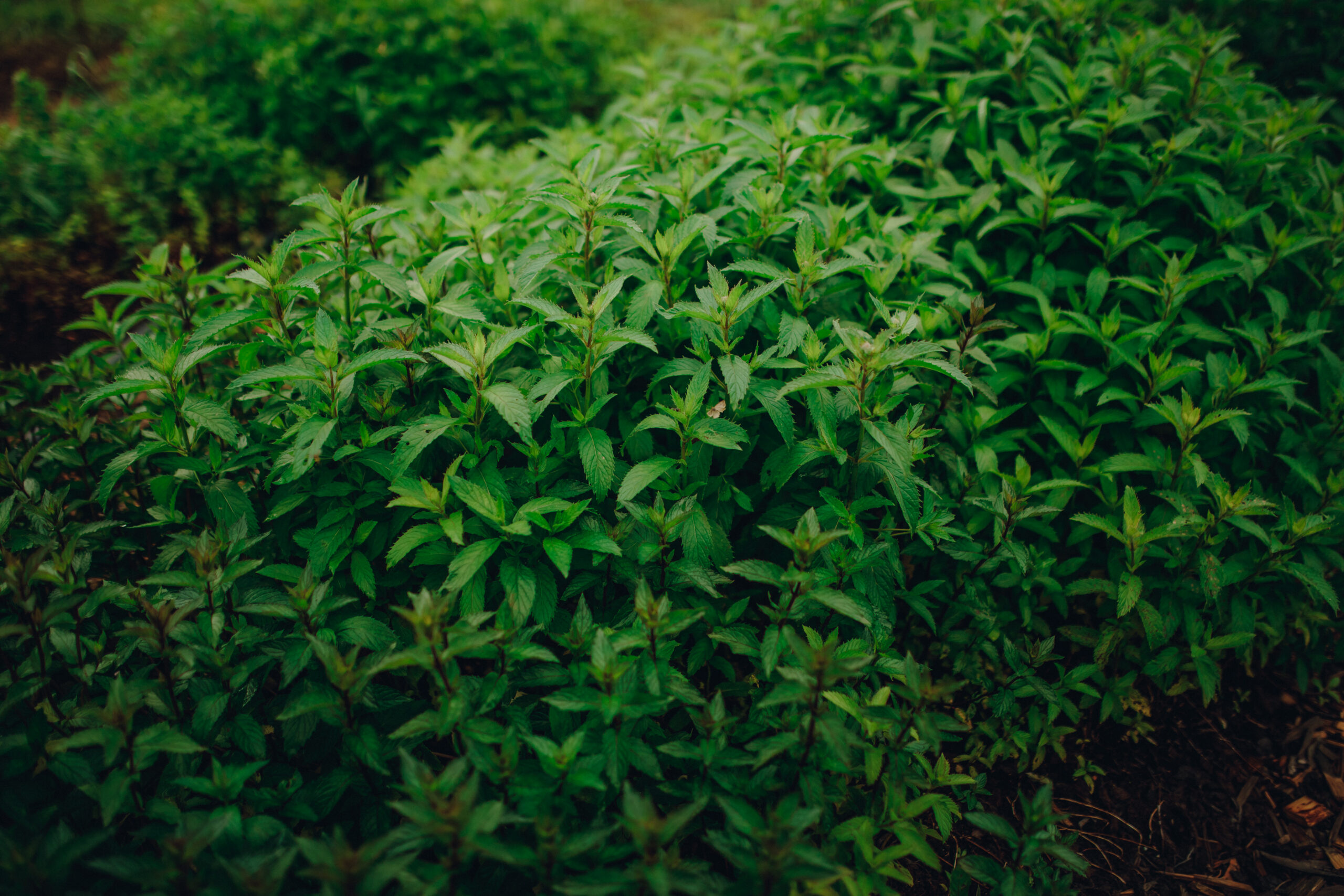 Piparmündi risoom "Šveits" - Image 3