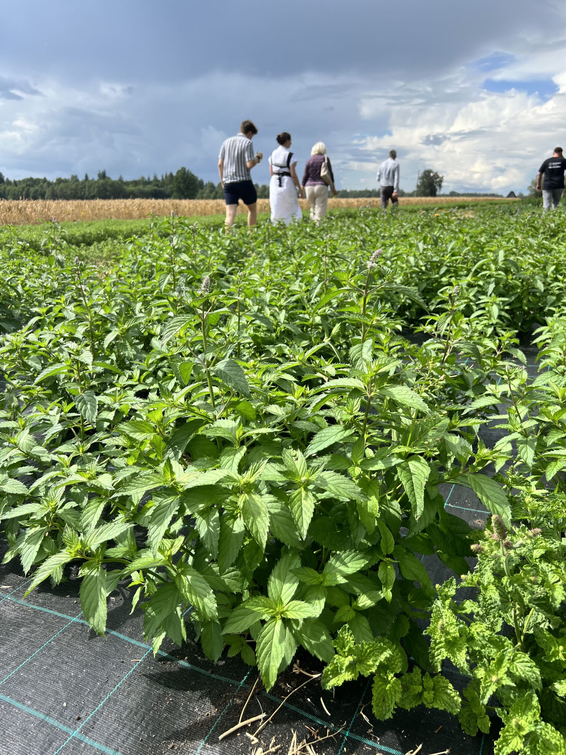 Piparmündi risoom "Šveits"