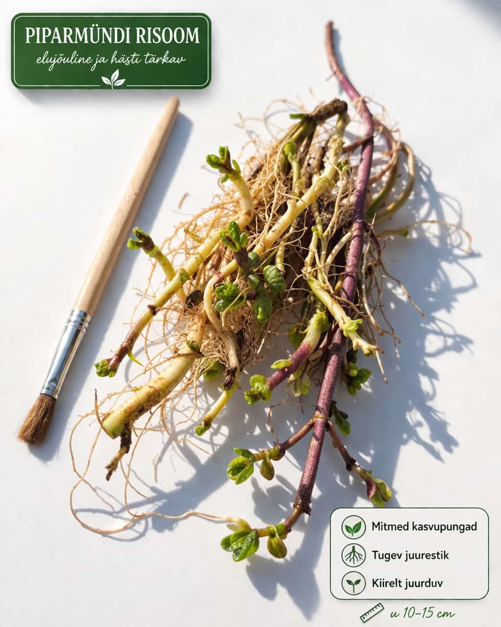 Piparmündi risoom "Šveits" - Image 2